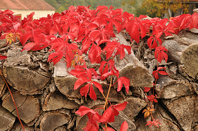 Der Herbst lässt grüßen . . .