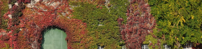 Herbst-Färbung im Kaiserhof des Stiftes Altenburg
